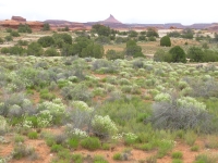 Canyonlands